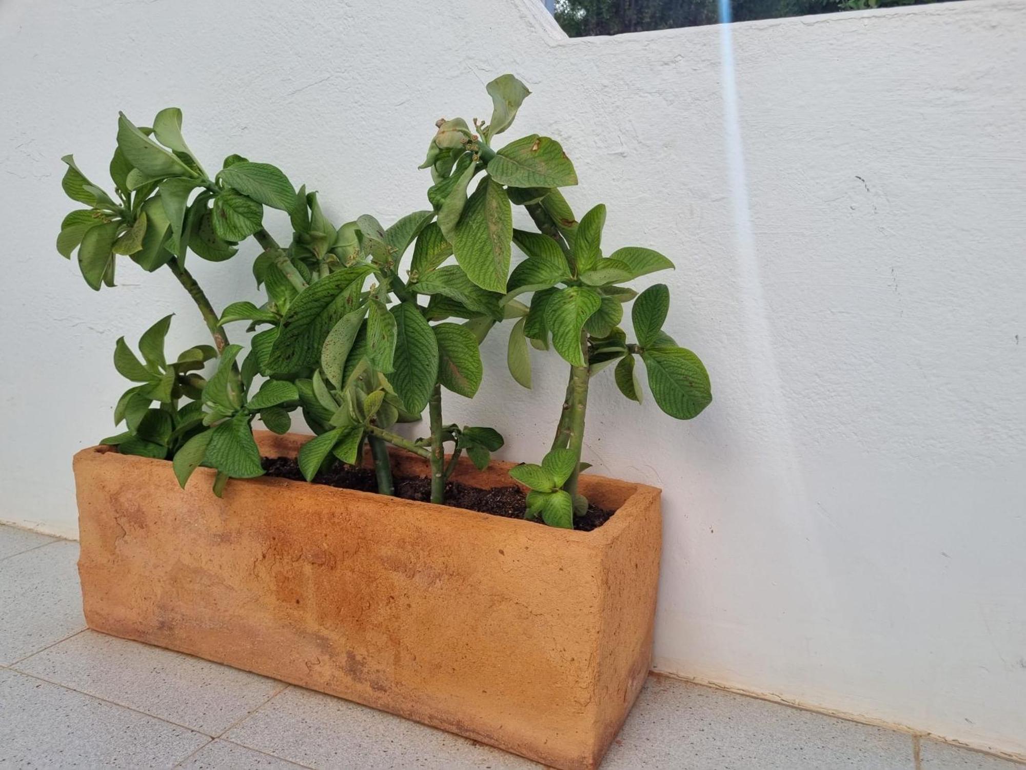 La Casa De Las Palomitas Corralejo Buitenkant foto
